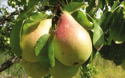 BUTIRRA PRECOCE MORRETINI