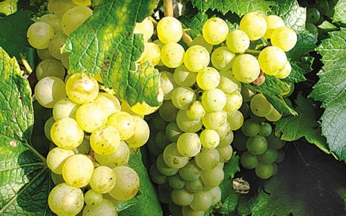 CHARDONNAY I KLONOVI 95,BB 116/1, BB75/1
