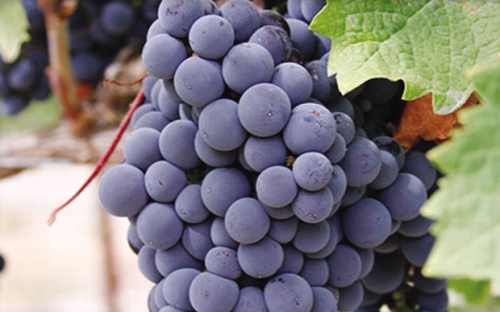 MERLOT NOIR I KLONOVI R3 , R18, KT 9