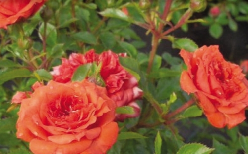 ORANGE JUWEL