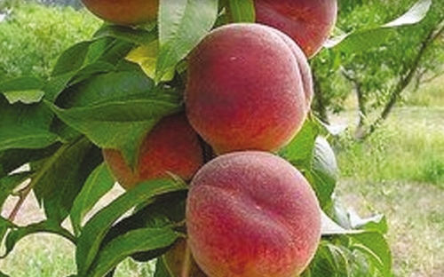 PRUNUS PRESICA NANO mini breskva