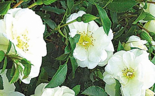 SHOW WHITE