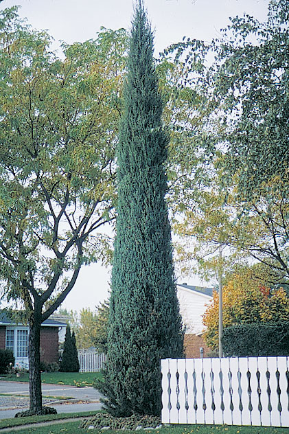 Можжевельник виргинский «Skyrocket» (Juniperus virginiana «Skyrocket»)