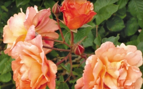 WESTERLAND