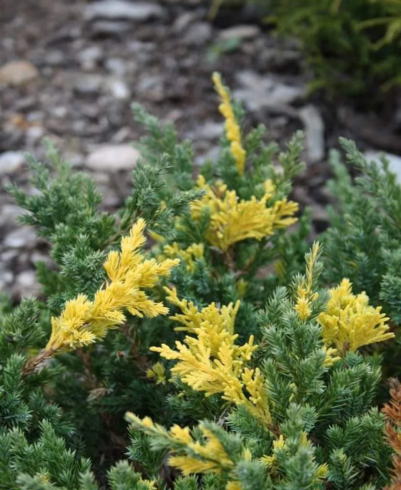 МОЖЖЕВЕЛЬНИК КИТАЙСКИЙ «ЭКСПАНСА АУРЭОСПИКАТА» JUNIPERUS CHINENSIS EXPANSA AUREOSPICATA.