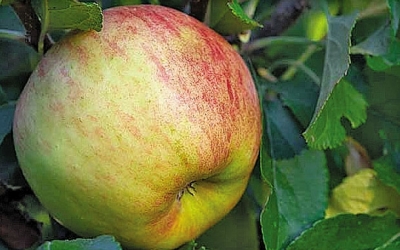 BRAEBURN NAKB