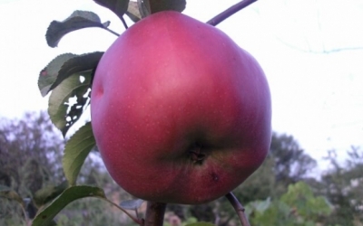 JUMBO POMME