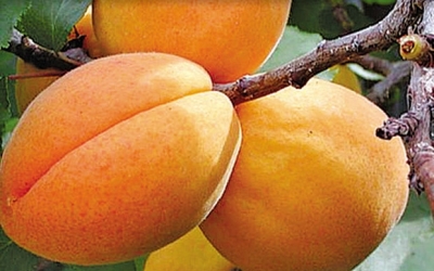 PRUNUS ARMENIACA NANO_mini