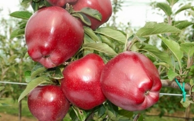 RED CIHEF