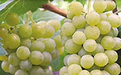 RIESLING DE RHINE 8b 49_1