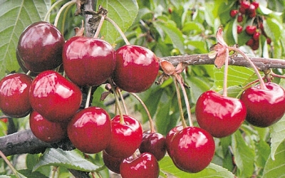 STARKING HARDY GIANT