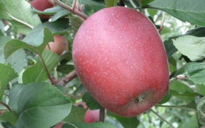 MALUS DOMESTICA DEVIL GALA